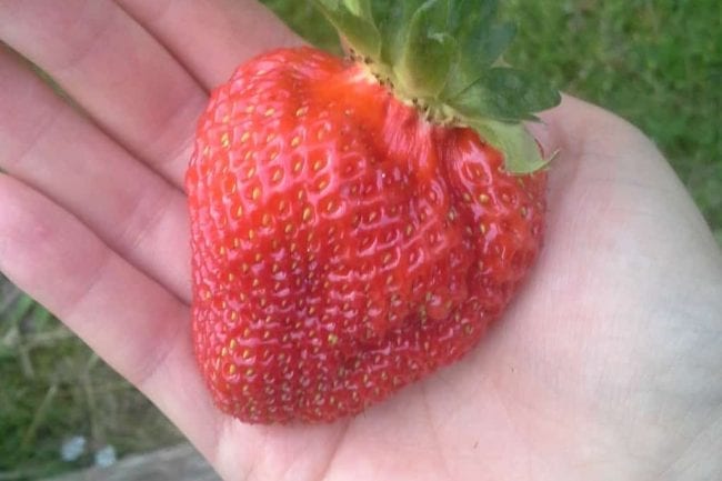 strawberry start conversation