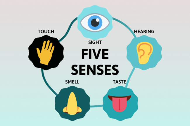 A circular diagram about the five senses, sight, hearing, taste, smell, and touch.